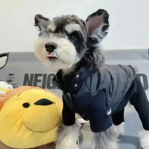 Bästsäljare | Cappotto Smanicato per Cani ”Manila” con Cappuccio Removibile
