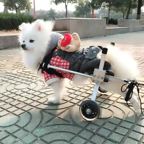 Bara idag - Carrozzina per Cani Piccoli Completamente Regolabile – Sedia a Rotelle Ortopedica XXS/XS/S