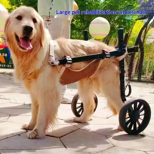 Rea - Carrozzina Riabilitativa per Cani Grandi – Sedia a Rotelle Ortopedica Zampe Posteriori