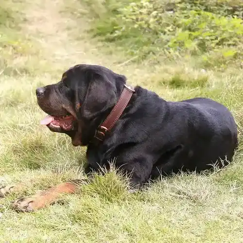 Collare Cani Pelle Marrone – Resistente e Regolabile - Fabrikspris
