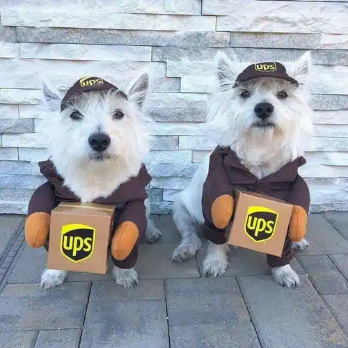Fynd - Costume per Cani ”Corriere UPS” – Divertente, Comodo e Perfetto per Ogni Occasione!