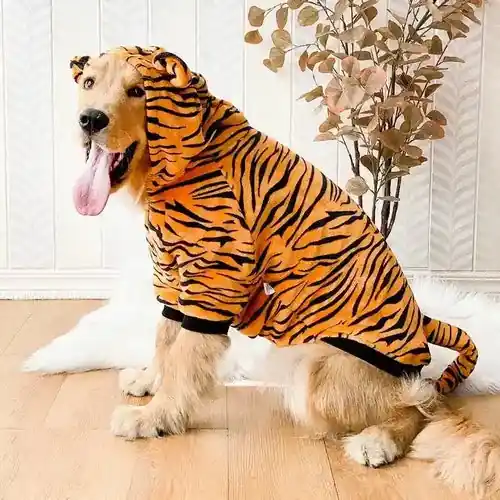 Favorit hos kunderna - Costume per Cani Golden Retriver Tigrato Modello ”Tigro”