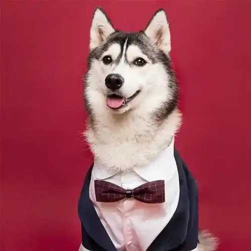 Beställ online - Eleganza Canina per le Nozze vestito da cerimonia per cani grandi