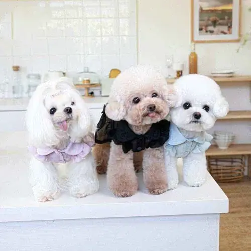 Utförsäljning - Eleganza Canina Vestitino per Barboncine con Fiocco