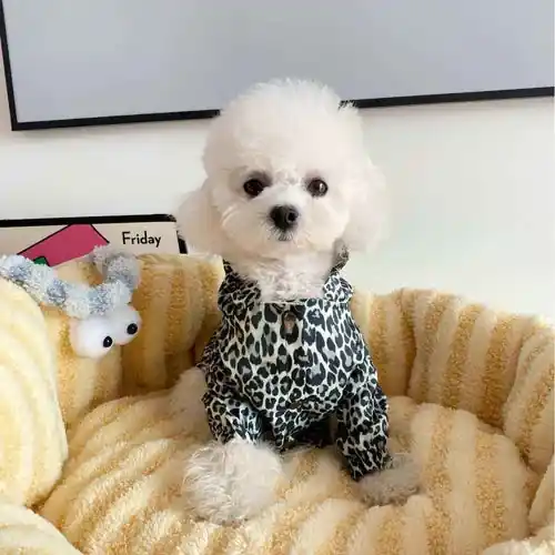 Felpa Leggera per Cani Modello ”Skool” - Bästa pris