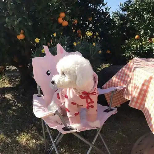 Felpa per cani ”Emily” con cappuccio e fantasia cuori DogModa - Kampanjpris