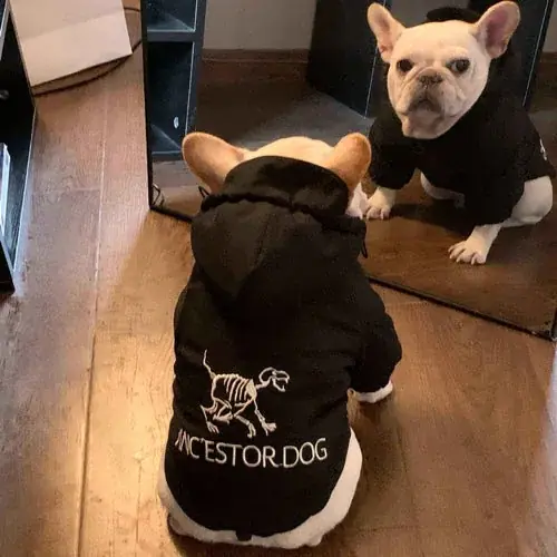 Felpa per Cani con Cappuccio ”Cane Ancestrale” - Populärt just nu
