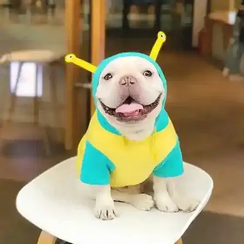 Nyhet - Felpa per cani con cappuccio ”Saturno”