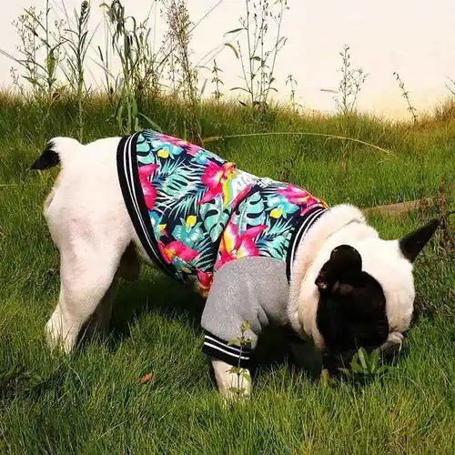 Felpa per Cani con Stampa Floreale e Scritta ”No One Cares” - Superpris