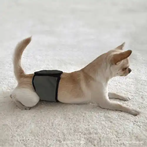Lågt pris - Finnero JustInCase Male Dog Belly Band