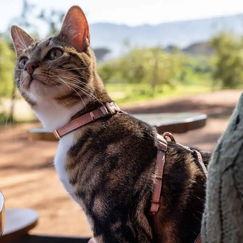Köp online - Rogz Urbancat Cat Harness with Leash