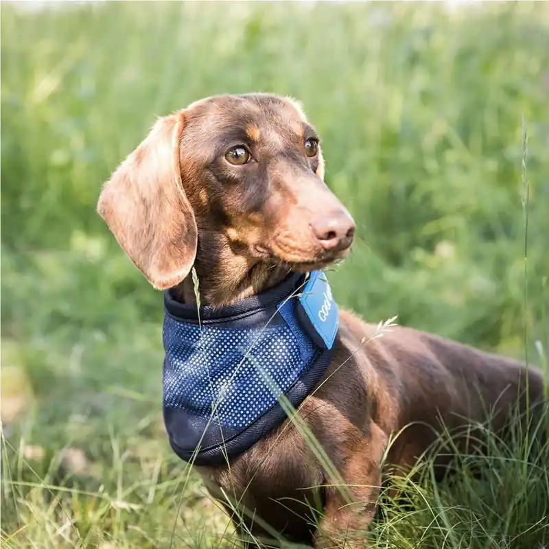 Back on Track Cool on Track Kylande Hundscarf - Kundfavorit