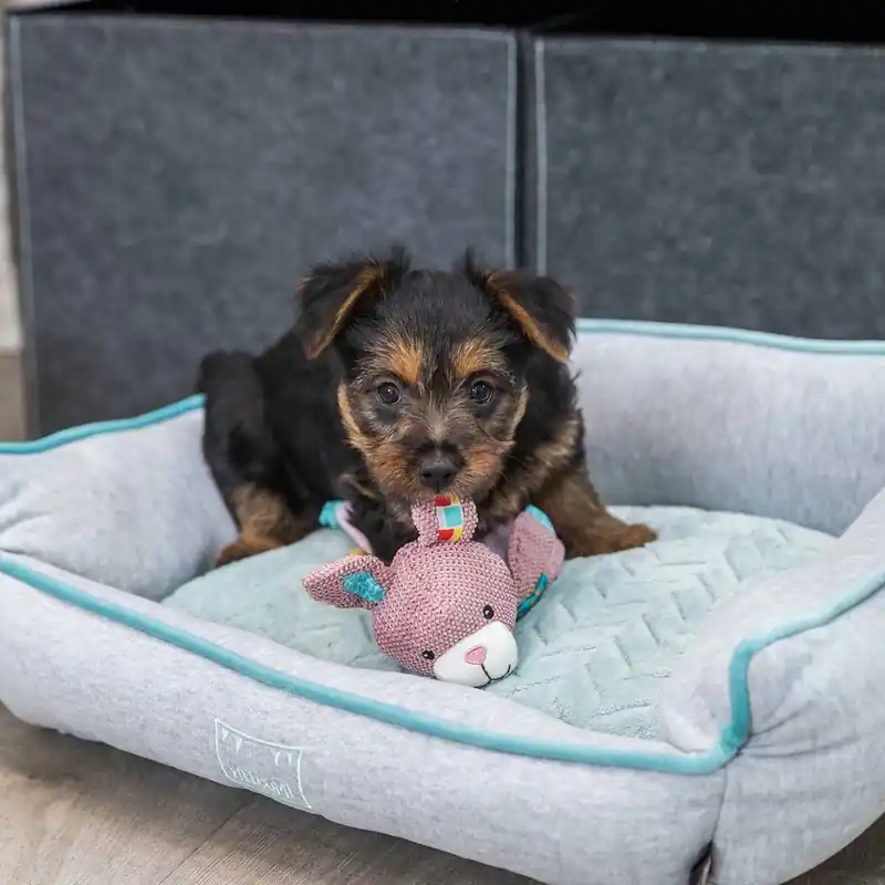 Trixie Junior Valpleksak Kanin med Prassel | Erbjudande