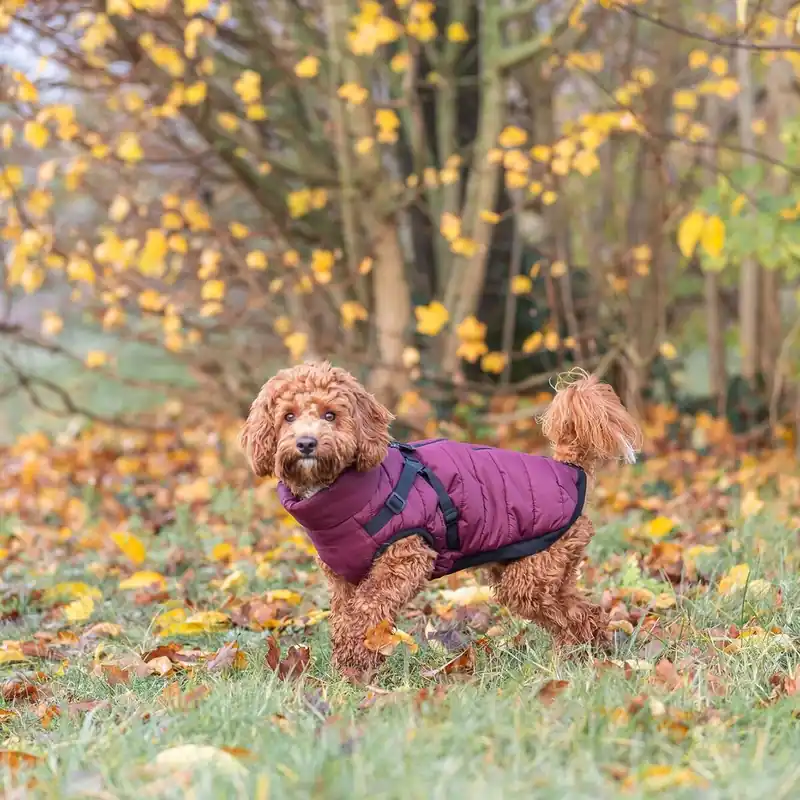 Nyinkommet | Trixie Pirou Teddy Hundtäcke med Sele Vinröd