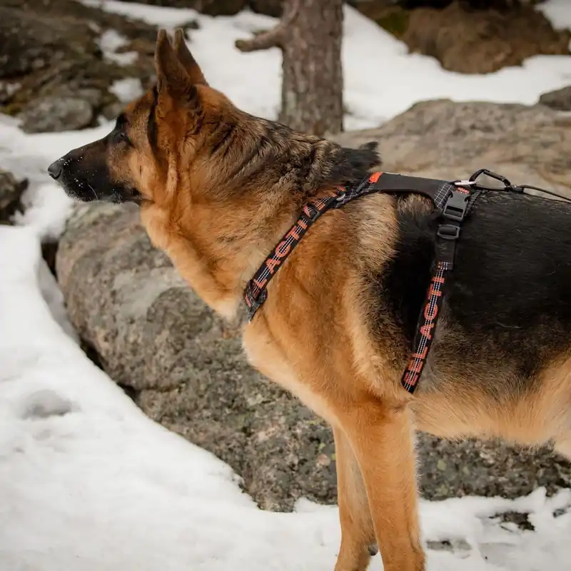 Passa på nu | Feel Active Outdoor Hundsele med Ficka Svart