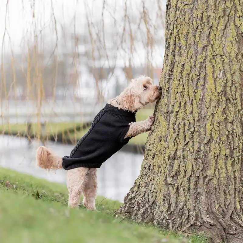 Trixie Kenton Hundtröja Svart | Försäljningssuccé