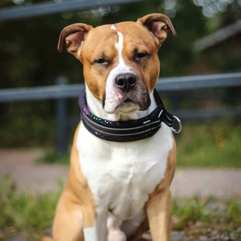 Kusse&Kutta Hundhalsband Bred Modell Svart Glitter - Reapris