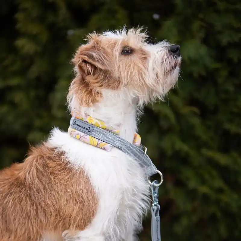 Kusse & Kutta Hundhalsband Rosa/Gul | Rea