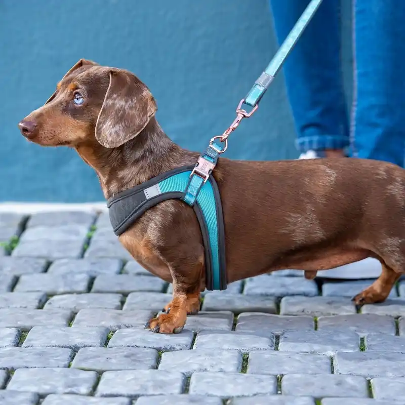 Rogz Urban Fast-Fit Hundsele Turkos | Expressleverans