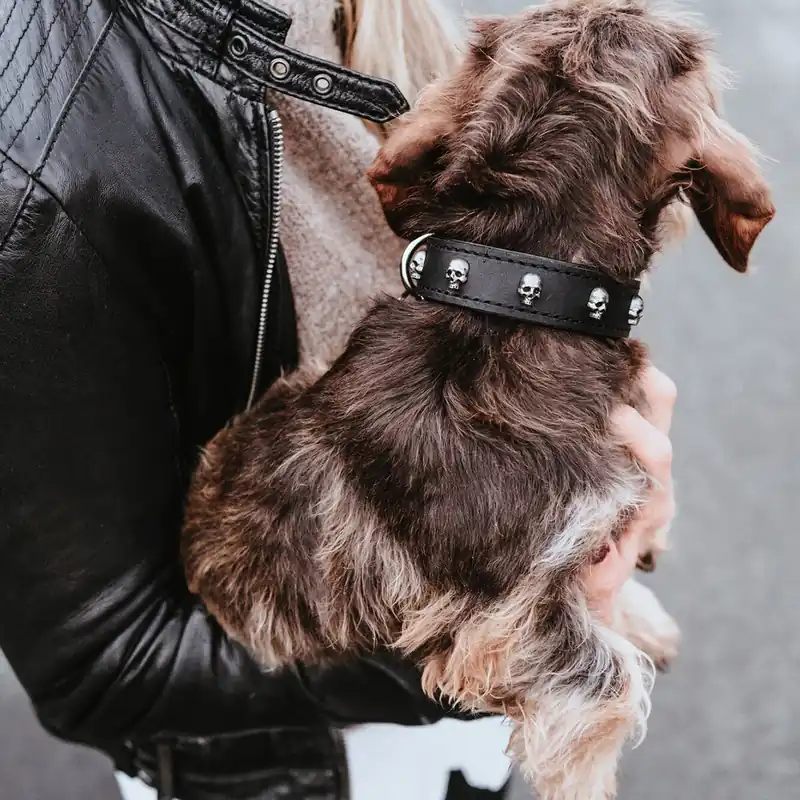 Hunter Tijuana Läderhalsband till Hund | Toppsäljare