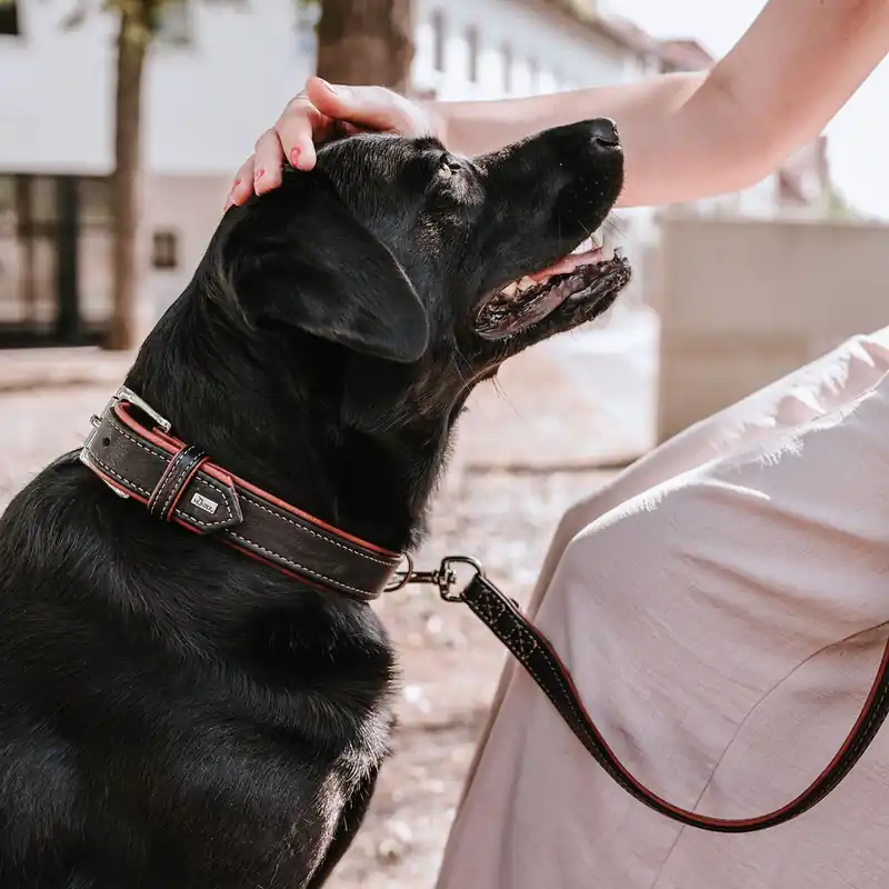 Reapris | Hunter Canadian Up Hundhalsband Svart