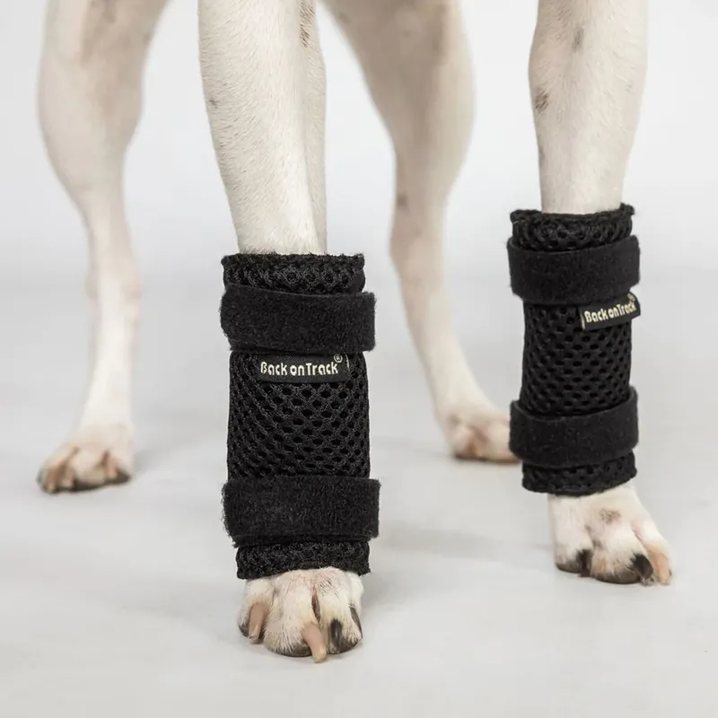 Favorit | Back on Track Milo Hundbenskydd 2-pack