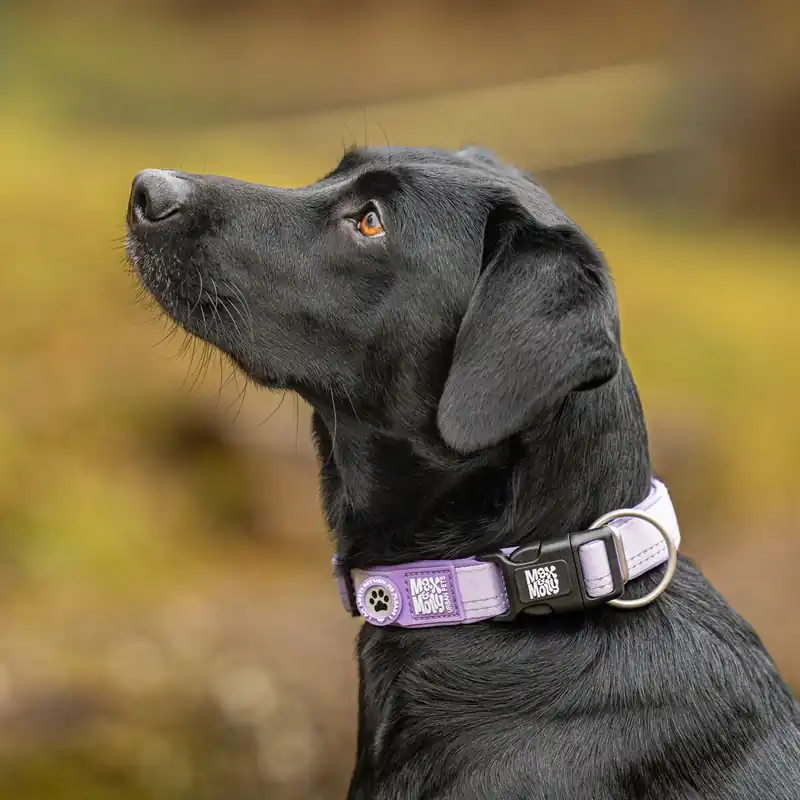 Max & Molly Smart ID Hundhalsband Matrix 2.0 Lila - Fyndpris