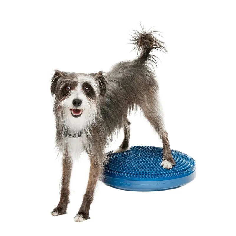 FitPaws Balansplatta till Hund Blå | Kundfavorit