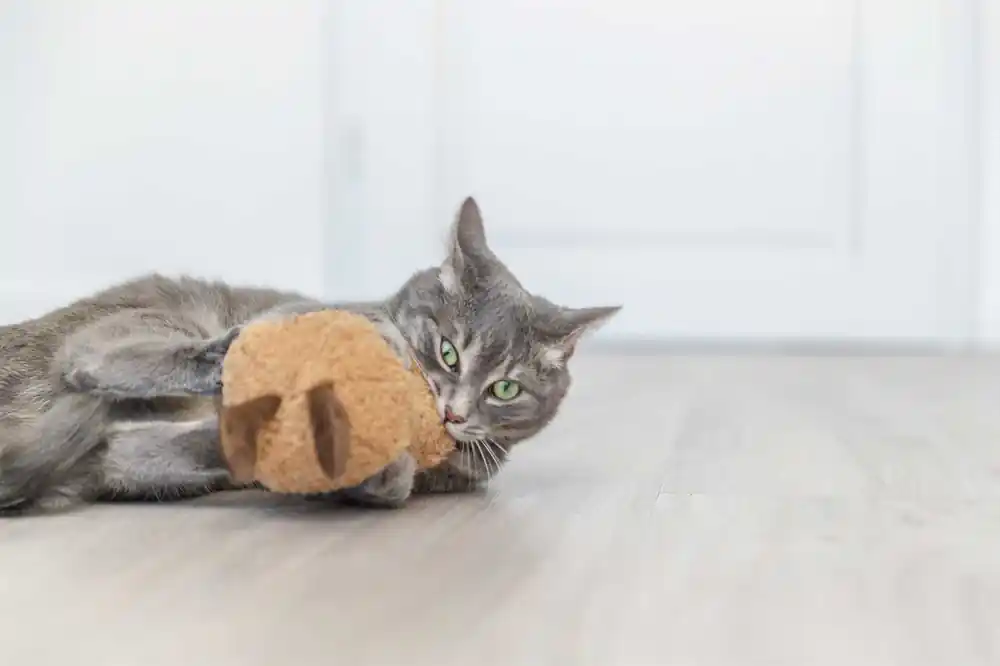 Jordnöt XXL Plysch med Kattmynta - 20 cm - Sänkt pris