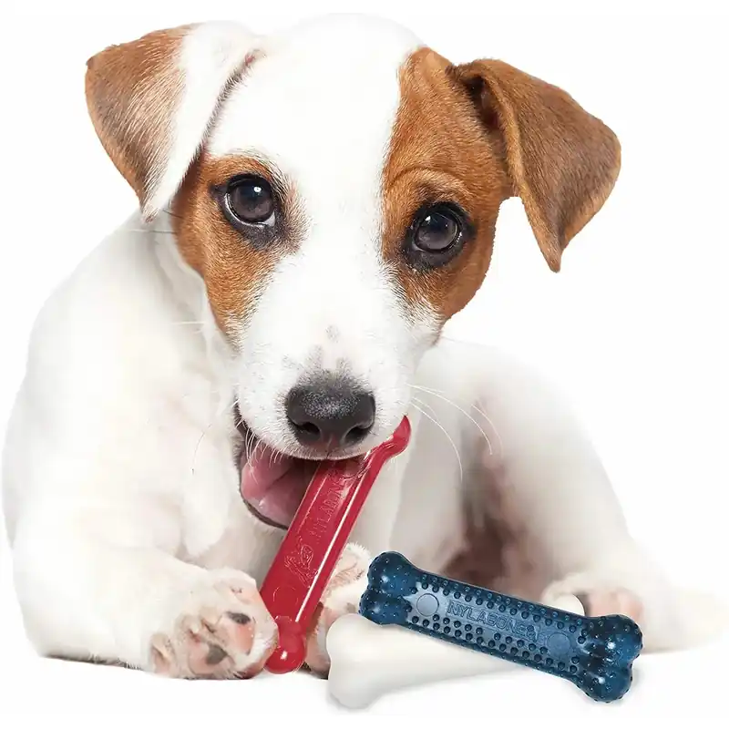 Nytt lägre pris - Hundleksak Nylabone Small Dog Dental Blue Chew – Bacon Chicken / Moderate Chew Origin XS