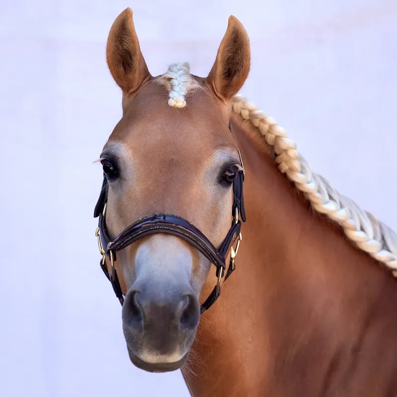 Köp idag - Lädergrimma för häst Bridlery Eternity Warmblut