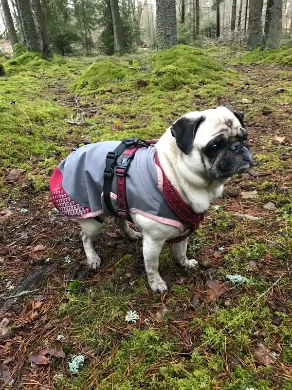 Erbjudandet går snart ut - Allväderstäcke hund 30 Feel Active