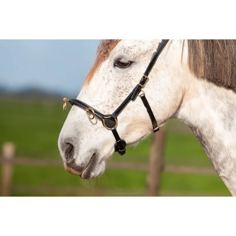 Stall för hästar Edix Saddles ED5 | Rabatt