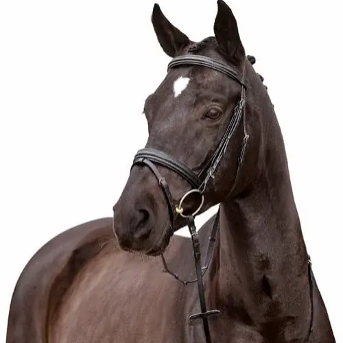 Träns Aachennosgrimma + Supergriptygel – Ayal – HORSE GUARD - Begränsat antal