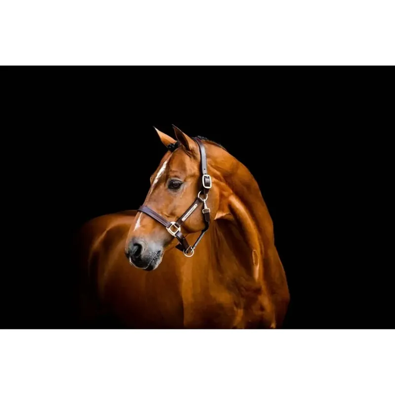Lädergrimma för häst Horseware Signature | Premiumkvalitet