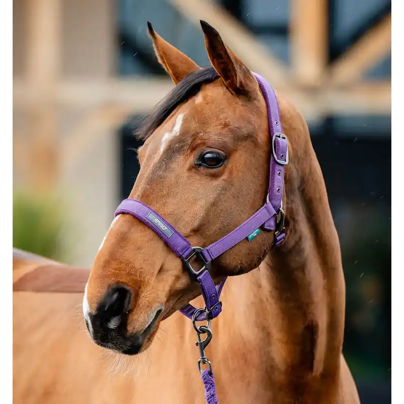 Halster och ledstång för häst Horseware Amigo - Storsäljare